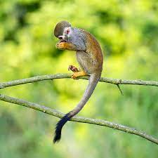 2 361 Squirrel Monkey Stock Photos Pictures Royalty Free Images Istock In 2020 Squirrel Monkey Pet Monkey Animal Planet