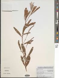 Image result for Indigofera paracapitata