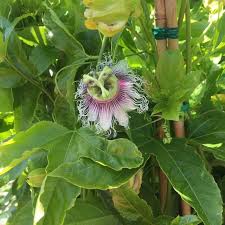 Image result for Passiflora edulis