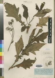 Image result for Gynura pseudochina