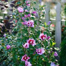 Red rose of sharon tree. Purple Pillar Rose Of Sharon Hibiscus Syriacus Proven Winners