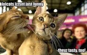 Image result for lolcats