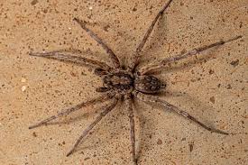 Image result for wolf spider bite skin