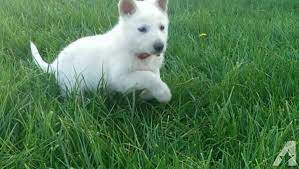 Click to see our puppies for sale! White German Shepherd For Sale Wisconsin Page 5