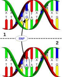 single nucleotide polymorphism isogg wiki