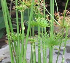Image result for Cyperus papyrus