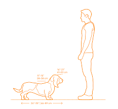 Basset Hound Dimensions Drawings Dimensions Guide