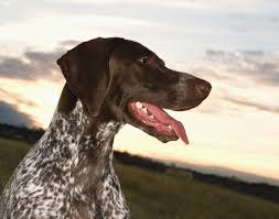 Image result for italský krátkosrstý ohař