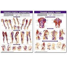 Trigger Point Chart Set Laminated