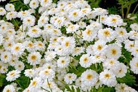 Herbal Remedy For Migraine Headaches Lovetoknow Feverfew Natural Headache Remedies Feverfew For Migraines