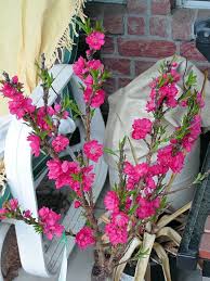 About body lotion from bath & body works. Bonanza Peach Tree Info How To Grow Bonanza Miniature Peach Trees