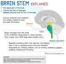 Brainstem Explained In 2020 Brain Anatomy And Function Brain Facts Basic Anatomy And Physiology