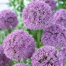 980 main st, worcester, ma 01603. Gladiator Allium American Meadows