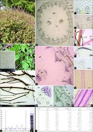 Image result for Achyranthes