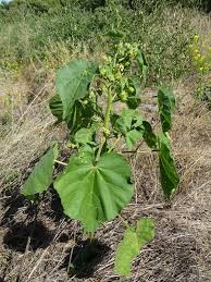 Image result for Abutilon sonneratianum