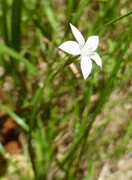 Image result for Wahlenbergia huttonii