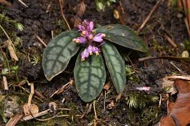 Image result for Polygala ohlendorfiana