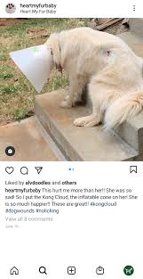 See full list on vetericyn.com How To Know If Your Dog S Wound Is Infected Fauna Care