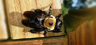 We generally know the bumblebee as a kind species that calmly bumbles along in the air, foraging for pollen and nectar. Do Carpenter Bees Sting Beehivehero