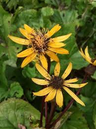 Image result for Ligularia sibirica