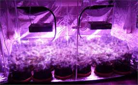 Most efficient led grow light. 7 Best Cob Led Grow Lights 2020 Reviews Growyour420