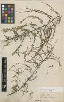 Image result for Phyllanthus udoricola