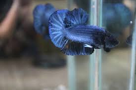 Umumnya ikan cupang yang mutasi itu seperti misalnya ikan cupang koi, ikan cupang fancy, bluerim dan masih banyak lagi. Jual Hiasan Akuarium Ikan Cupang Bbl Line Avatar Blue Black Light Di Lapak Sahabat Betta Bukalapak