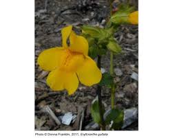 Image result for Ethulia rhizomata