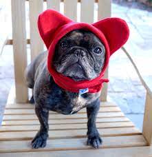 Snorf Industries Original Bathat The Polartec Hat That Etsy French Bulldog Rescue Network French Bulldog Rescue Bulldog