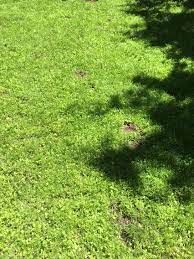 Fleur De Lawn Two Months After Planting Grass Alternative No Mow Low Water Pacific Northwest Grass Alternative Planting Grass Outdoor