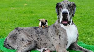 Kennel из княжества волхонской great dane type of company: Great Dane Chihuahua Mix The Realities Of Breeding A Chi Dane Dane Healthy Homemade Dog Treats