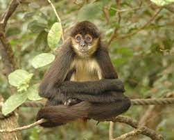 How many spider monkeys are left? Geoffroy S Spider Monkey Facts Diet Habitat Pictures On Animalia Bio