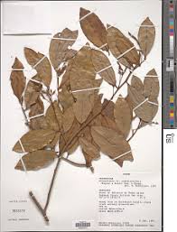 Image result for Monanthotaxis ferruginea