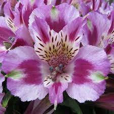 Allium Ampeloprasum Alstroemeria Easy To Grow Bulbs Lily Plants