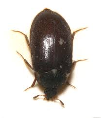 Seit einiger zeit hab ich festgestellt, das andauern kleine braune käfer am fliegengitter hängen, und dadurch das sie so klein sind passen sie durch das gitter und kommen so in die wohnung, bis jetzt sind sie am fenster geblieben. Gemeiner Pelzkafer Wikipedia