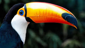 Animalli Com Parrot Bird Tropical Toucan Picture Hd Birds Toco Toucan Rainforest Animals Toucans