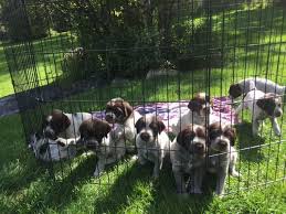 Males / females available 8 weeks old. For Sale Wirehaired Pointing Griffon Puppies Trapshooters Forum