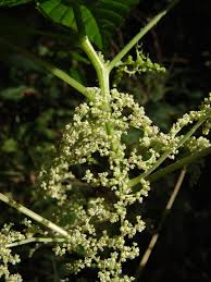 Image result for Laportea alatipes