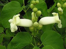 Amphilophium crucigerum