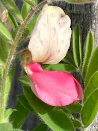 Image result for Tephrosia rhodesica