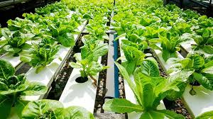 Maybe you would like to learn more about one of these? Hydroponic Lettuce Growing Guide Aquaponic