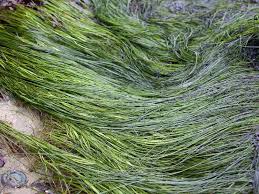 Image result for Zosteraceae