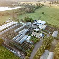Check spelling or type a new query. Daleys Fruit Tree Nursery Picture Of Daleys Fruit Tree Nursery Kyogle Tripadvisor
