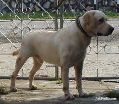 Look at pictures of labrador retriever puppies who need a home. Adult And Puppies Of Labrador For Sell Breeding Pair Puppies Pets For Sale In Karachi Sindh Pakprobiz Com Mobile 69