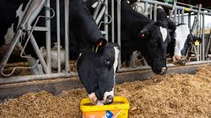 Unveiling the impact of supplements in spring calving