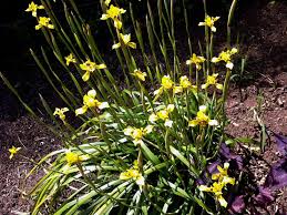 Image result for Moraea elliotii