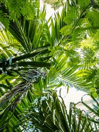 Image result for Ptychosperma elegans