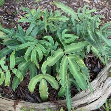 Image result for Drypetes sclerophylla