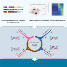 Pcna Mediated Degradation Of P21 Coordinates The Dna Damage