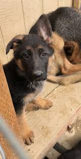 Dogs and puppies 5 months and up are $180. Pin On Dog Adoption